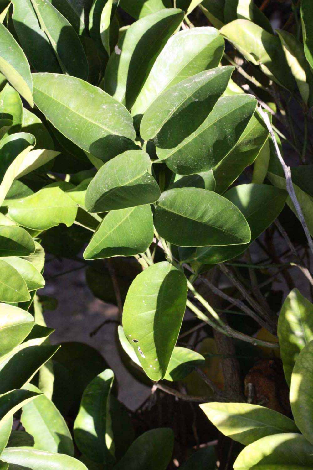              Sun leaves (Riverside, CA)       